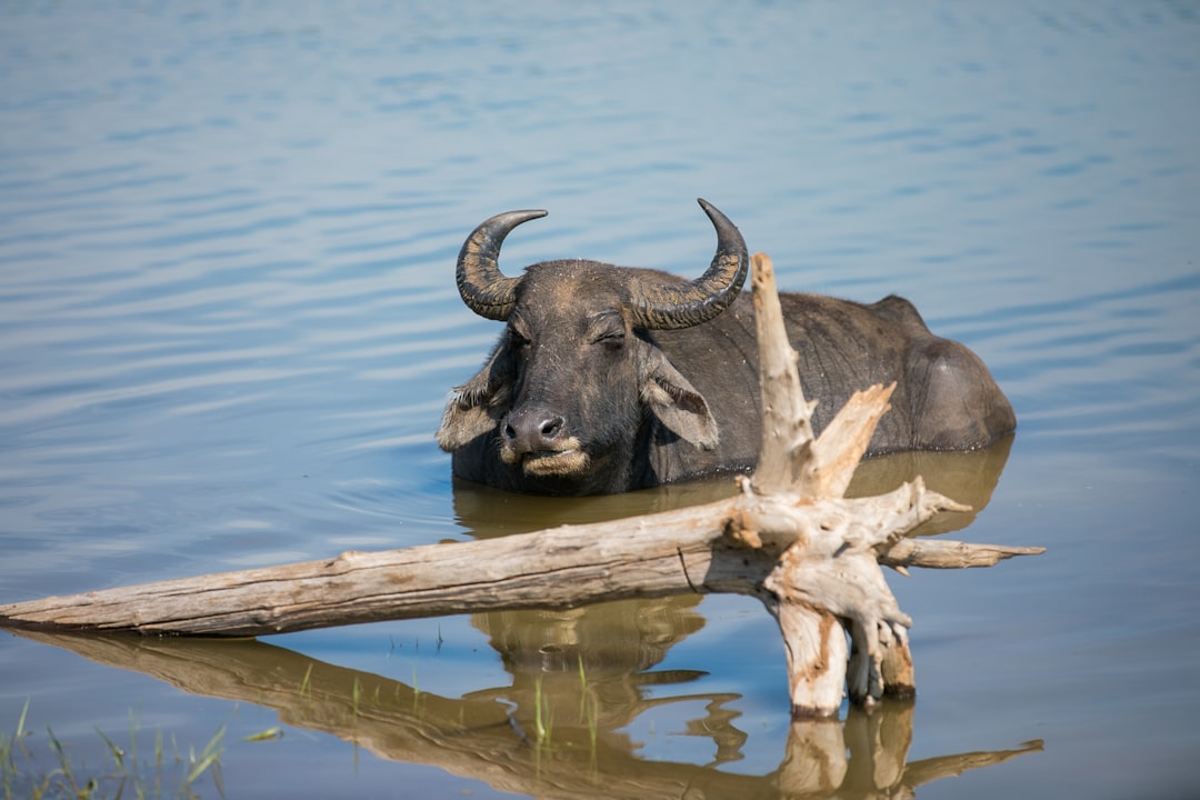 Majestic Water Buffalo: The Unsung Pair of the Wetlands